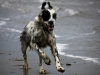 English Setter on Waters Edge at Cranfield Beach