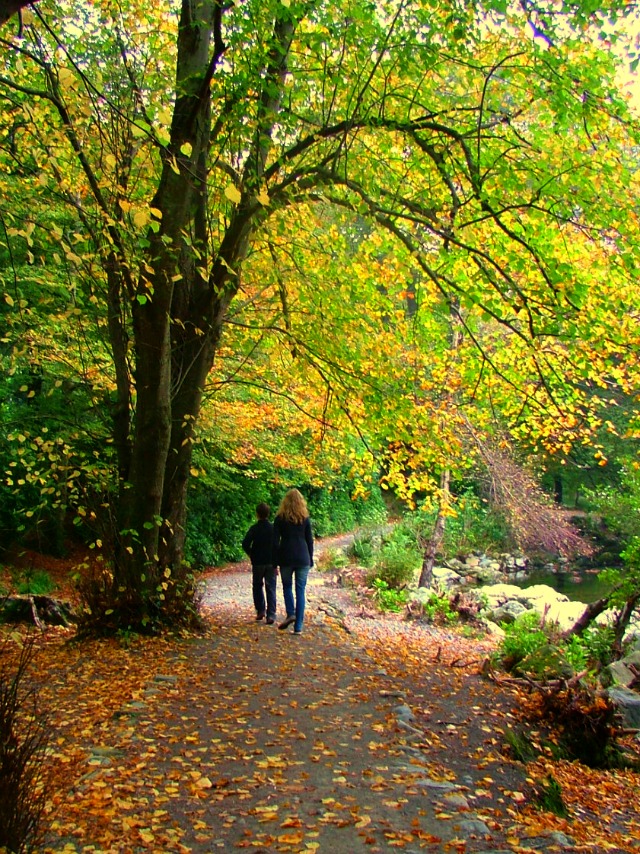 Autumn Walk in Tollymore