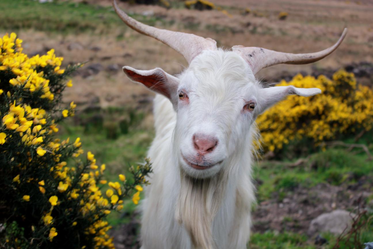 The Smiling Goat