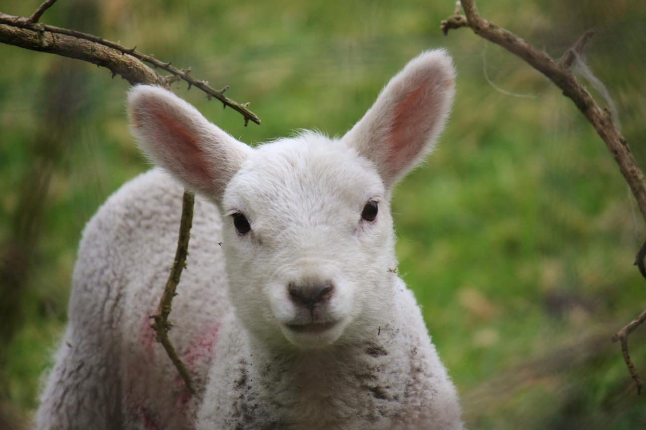 Lamb, Rostrevor Holidays