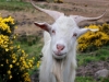 The Smiling Goat