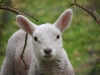 Lamb, Rostrevor Holidays