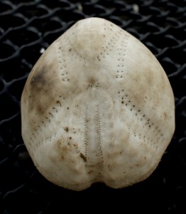 Sea Potato, Cranfield Beach