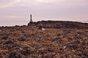 Seaweed on Cranfield Beach with Lighthouse in background. 