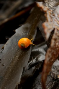 Periwinkle on Seaweed, Cranfield Beach 