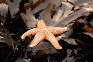 Starfish on Cranfield Beach