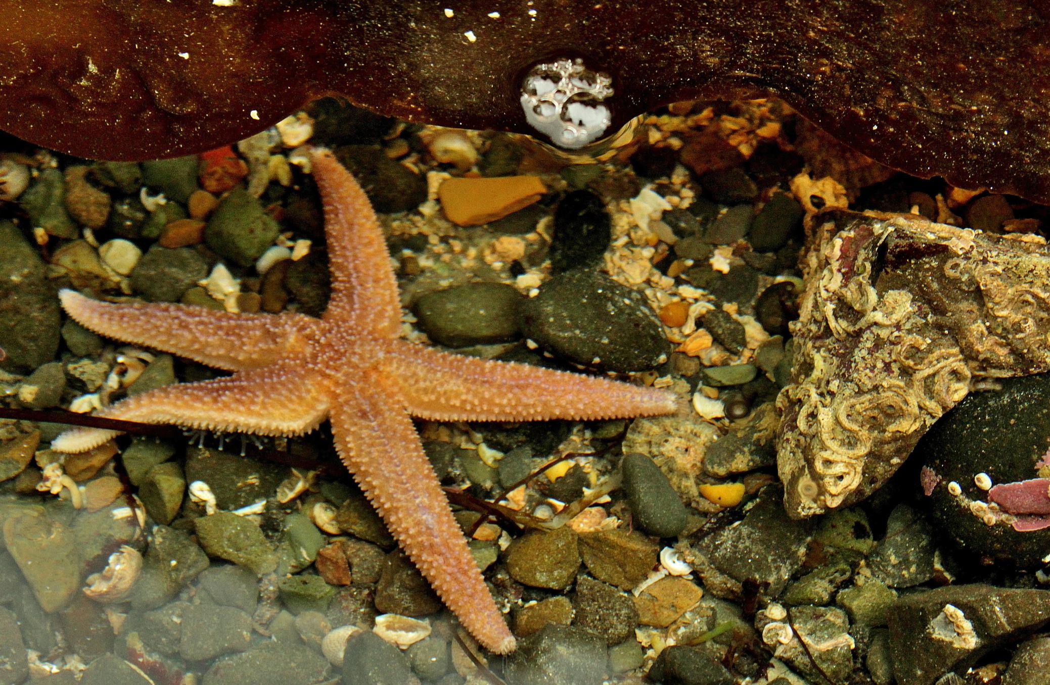 Starfish under water, Cranfield Beach